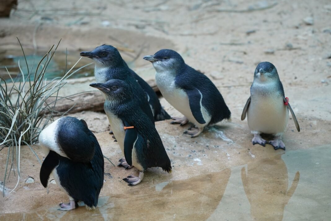 Little-penguin colony on Phillip Island grows from 12,000 to 40,000 after decades-long fox eradication A group of little penguins stands together on a sandy shoreline next to a water puddle.