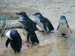 A group of little penguins stands together on a sandy shoreline next to a water puddle.